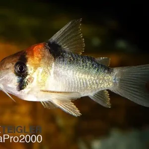 Adolfos Panzerwels - Corydoras adolfoi Bestpreis