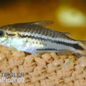 Aktuell Zwergpanzerwels - Gastrodermus (Corydoras) pygmaeus