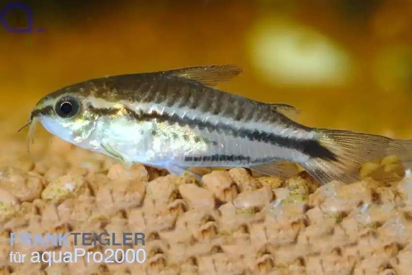 Aktuell Zwergpanzerwels - Gastrodermus (Corydoras) pygmaeus