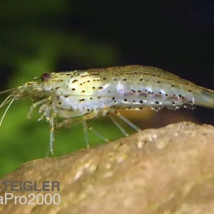 Amanogarnele - Caridina multidentata - M Jetzt Bestellen