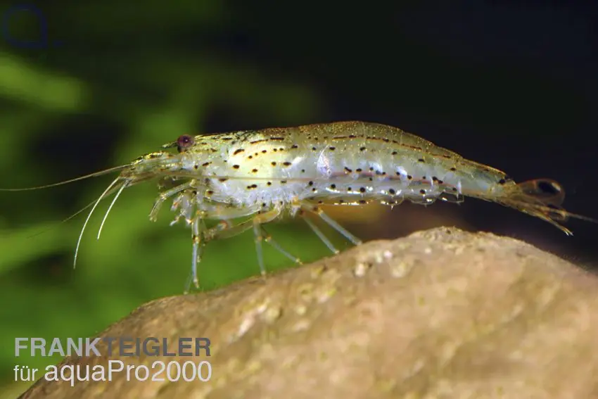 Amanogarnele - Caridina multidentata - M Jetzt Bestellen