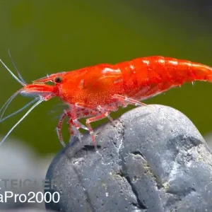 Angebot Red Sakura Garnele - Neocaridina davidi