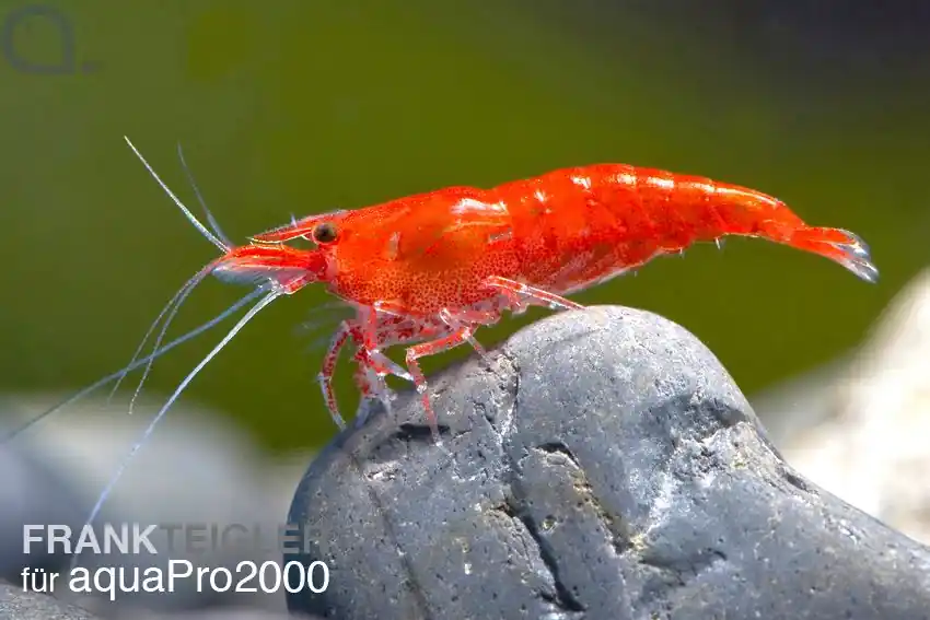 Angebot Red Sakura Garnele - Neocaridina davidi