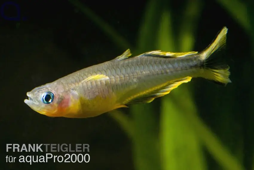Schneller Versand Gabelschwanz Blauauge - Pseudomugil furcatus