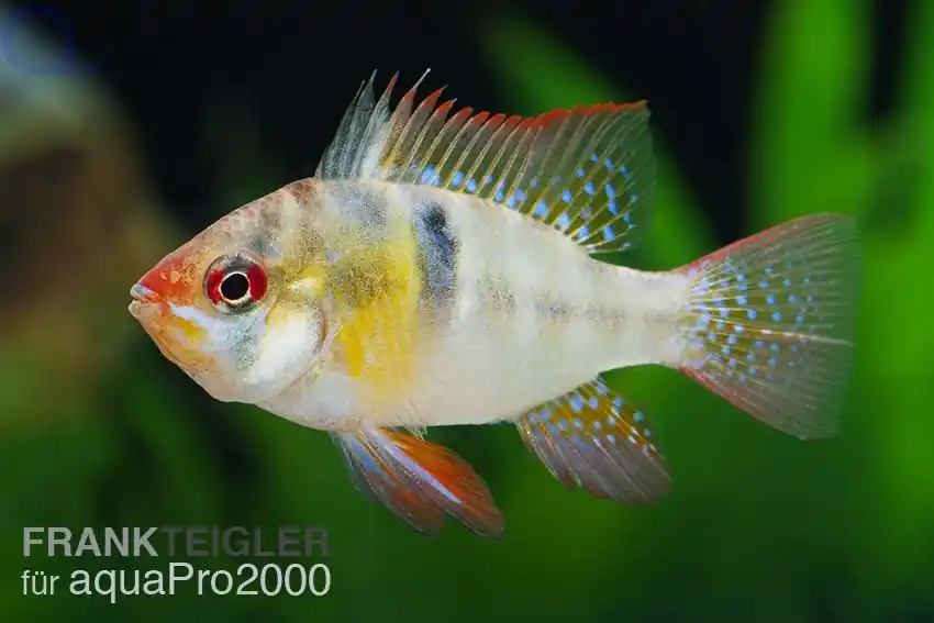 Abverkauf Schmetterlingsbuntbarsch - Mikrogeophagus ramirezi