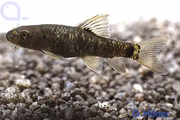 Neu Im Sortiment Knabberfisch - Rötliche Saugbarbe - Garra rufa