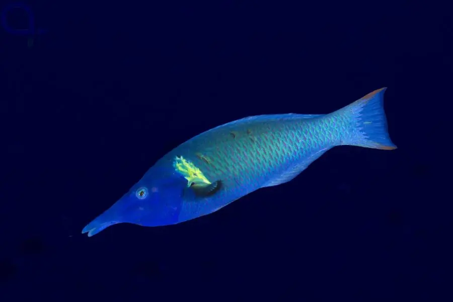 Heißes Angebot Gomphosus varius - Langnasen-Lippfisch - Weibchen