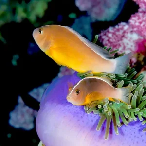Amphiprion akallopisos - Indischer Weißrücken- Clownfisch Neue Ware