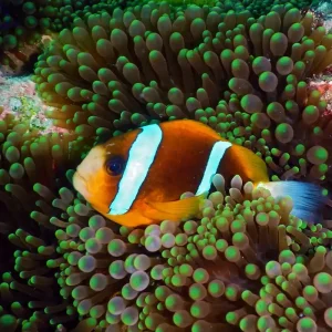 Amphiprion akindynos - Barriere-Riff-Anemonenfisch Echt