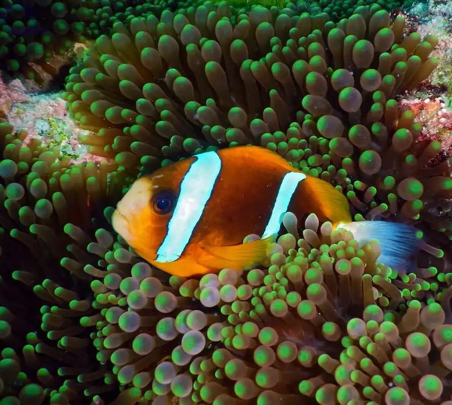 Amphiprion akindynos - Barriere-Riff-Anemonenfisch Echt