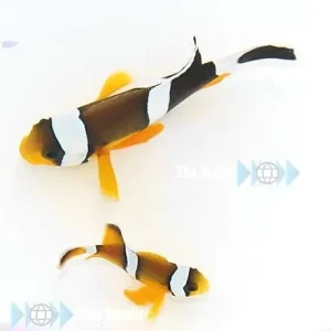 Amphiprion chrysogaster - Mauritius-Anemonenfisch Meistverkauft