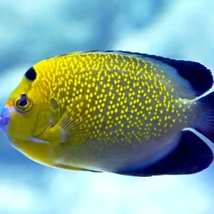 Apolemichthys xanthopunctatus - Goldtupfen-Kaiserfisch Aktuell