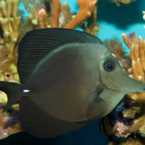Zebrasoma rostratum - Schwarzer Segelflossen Doktor Kracherpreis
