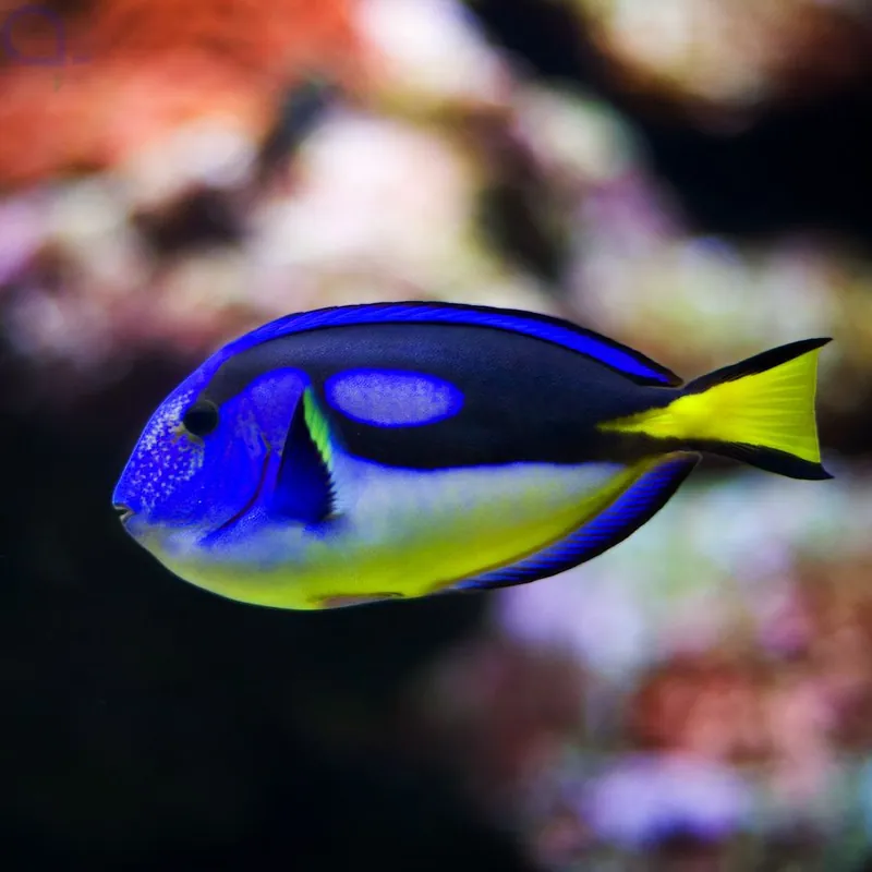 Paracanthurus hepatus - Yellow Belly - Paletten Doktorfisch - Gelber Bauch Neue Kollektion