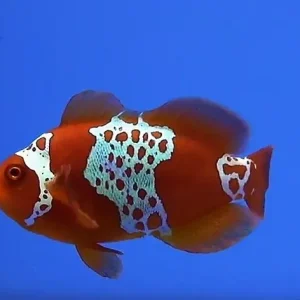 Amphiprion (Premnas) biaculeatus - Lightning Maroon Clownfish Neu Im Sortiment