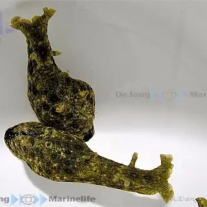 Aplysia dactylomela - Flügel-Seehase Neuheit