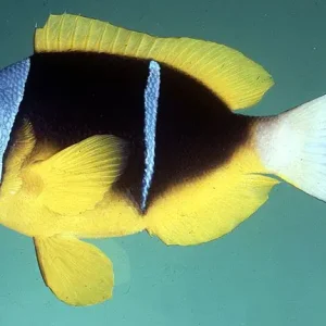 Amphiprion allardi - Afrikanischer Anemonenfisch Solange Der Vorrat Reicht