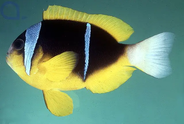 Amphiprion allardi - Afrikanischer Anemonenfisch Solange Der Vorrat Reicht