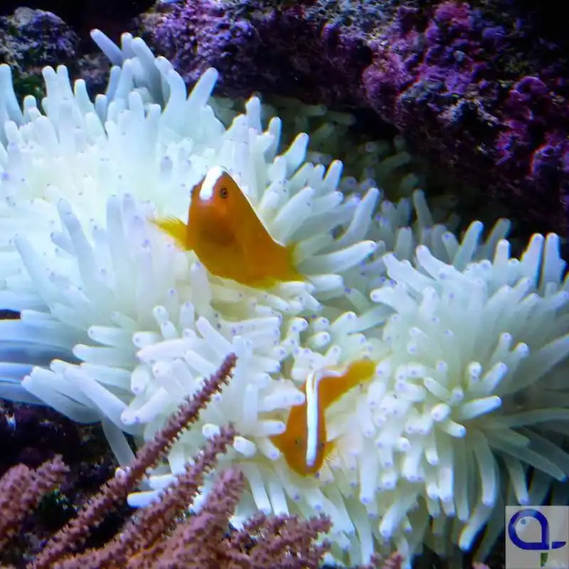 Amphiprion sandaracinos - Oranger Weißrücken-Anemonenfisch Highlight