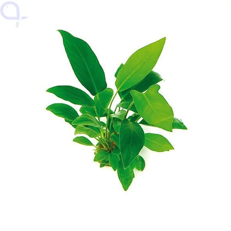 Anubias hastifolia - Herzblättriges Riesenspeerblatt Günstig