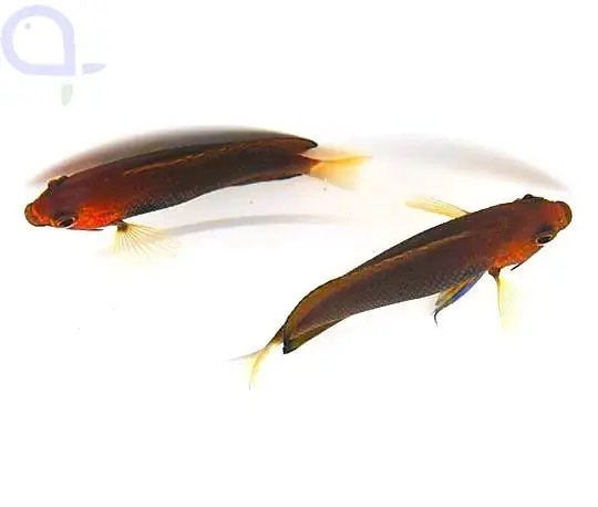 Centropyge fisheri - Hawaii-Zwergkaiserfisch Preiswert
