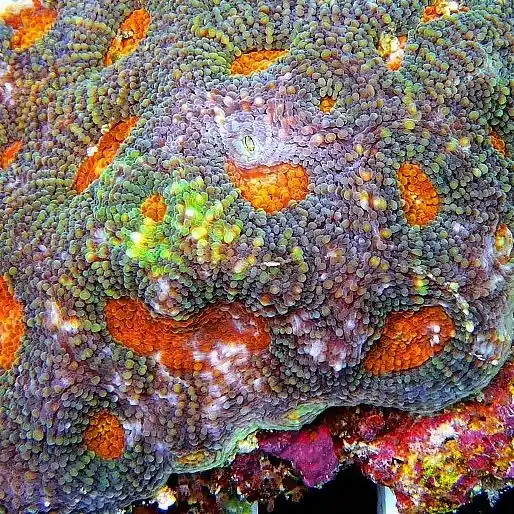 Acanthastrea echinata - Ableger bis XL Begrenztes Angebot