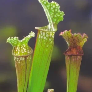 Angebot Sarracenia stevensii - Fleischfressende Schlauchpflanze