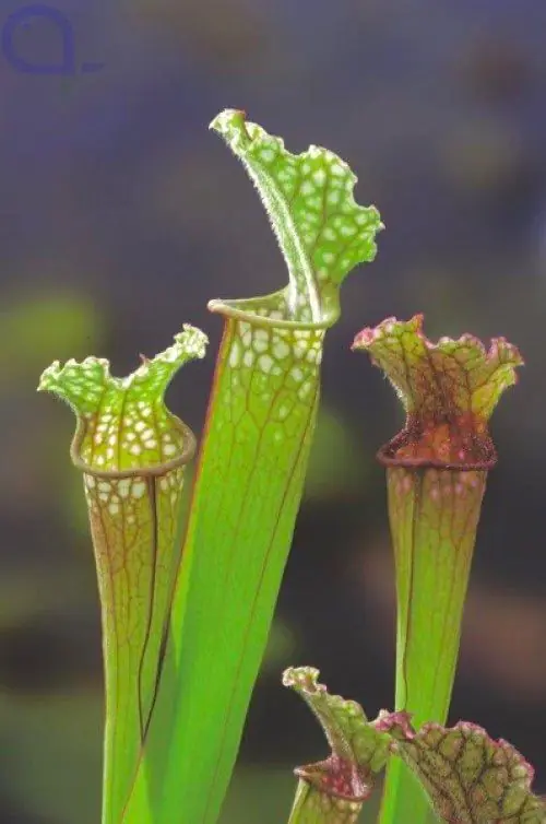 Angebot Sarracenia stevensii - Fleischfressende Schlauchpflanze