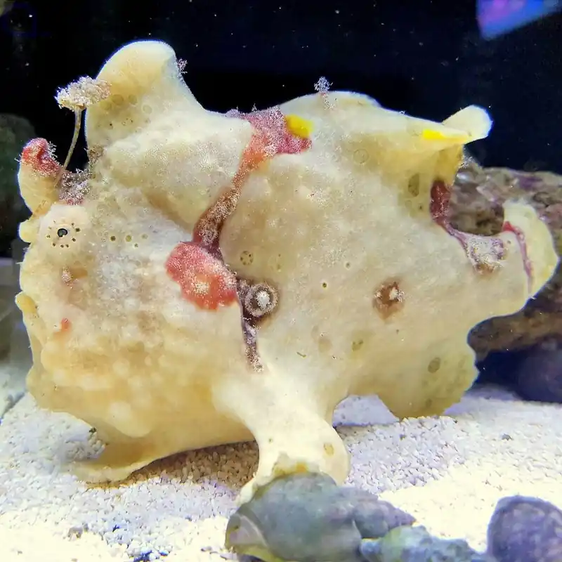 Antennarius maculatus - Warzen-Anglerfisch Creme/Orange Line Heißes Angebot