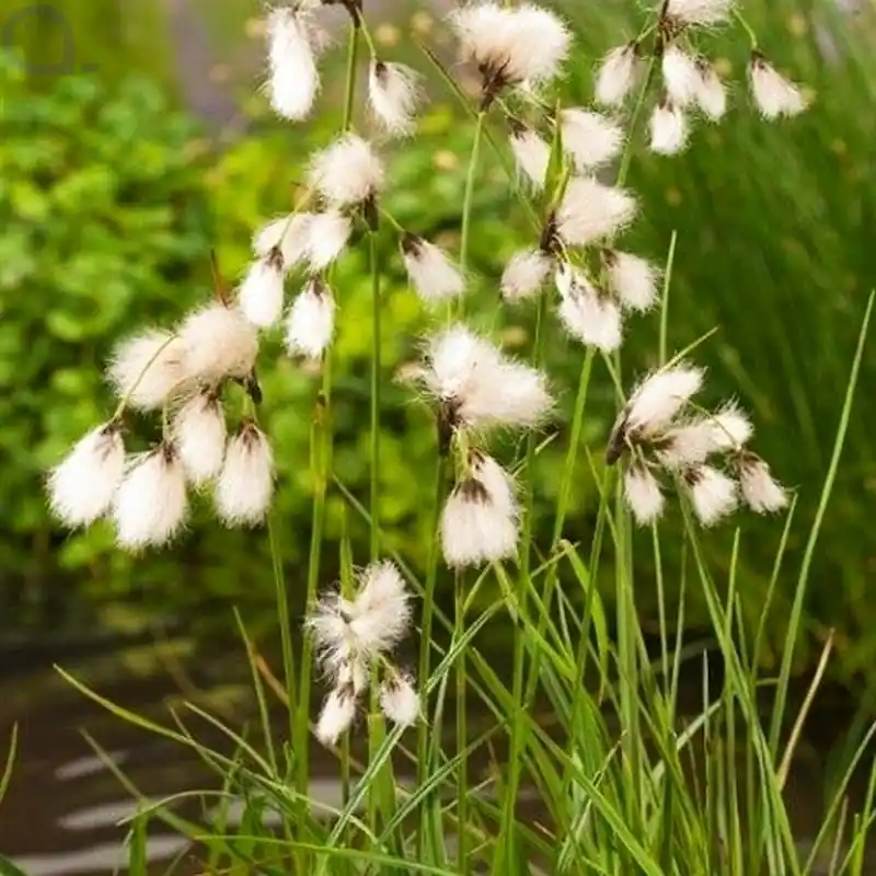Eriophorum angustifolium - Schmalblättriges Wollgras Weiß Heißes Angebot