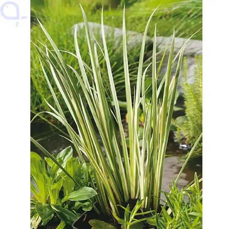 Acorus calamus Gramineus - Bunter Kalmus Expressversand