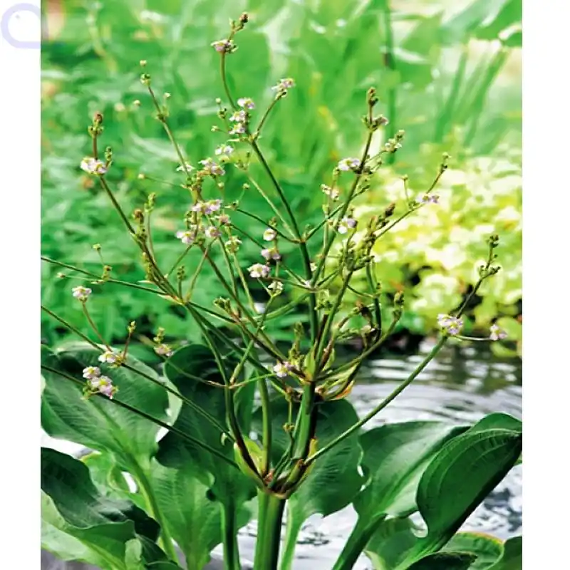 Alisma parviflora - Rundblättriger Froschlöffel Nur Für Kurze Zeit