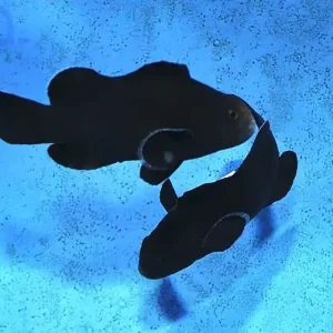 Amphiprion ocellaris - Zuchtform Midnight - PAAR Preisknaller