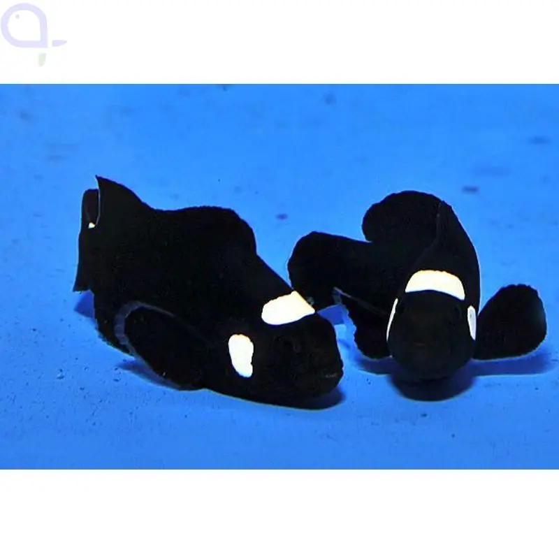 Abverkauf Amphiprion ocellaris - Zuchtform Domino - PAAR