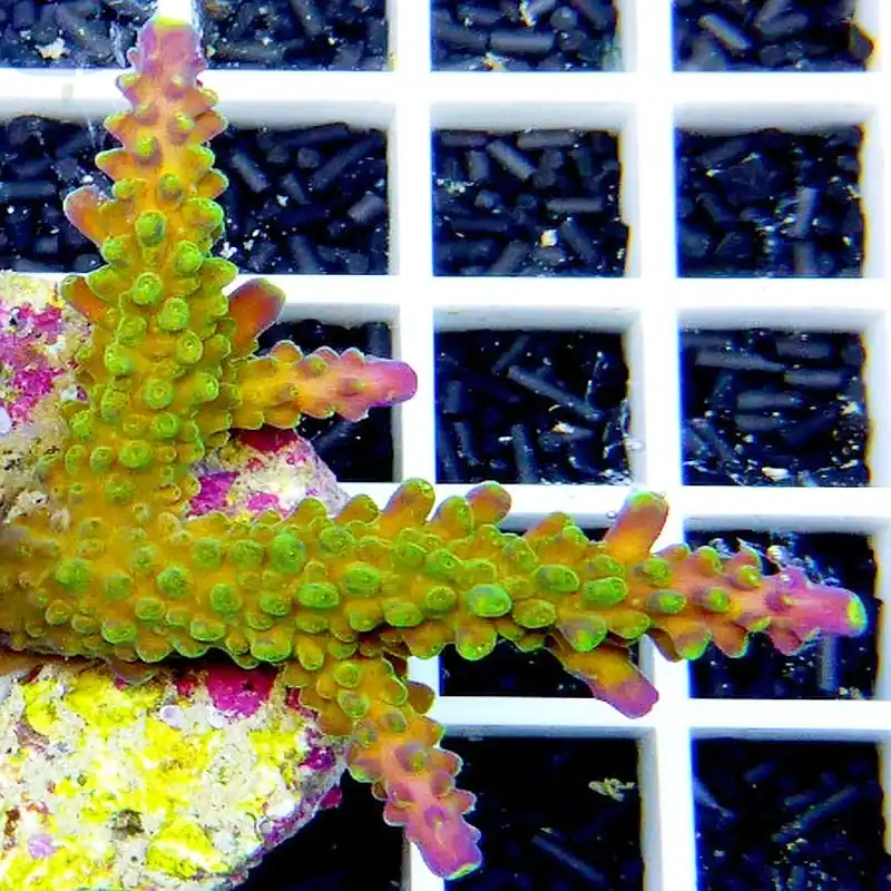 Acropora divaricata - Joker Versand Am Gleichen Tag