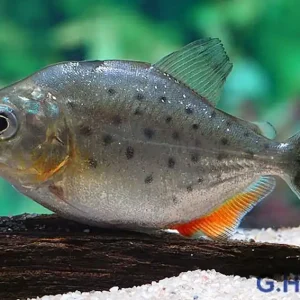 Aktuell Roter Piranha - Pygocentrus nattereri