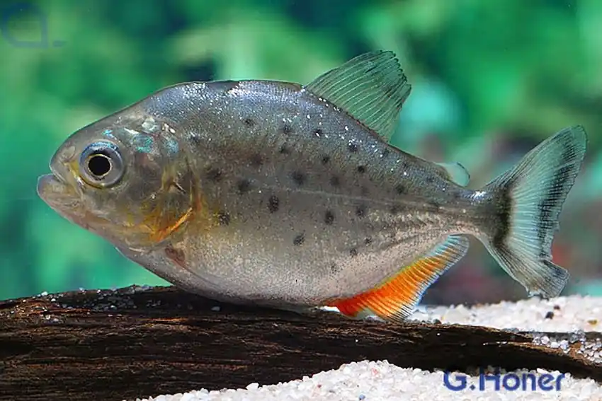 Aktuell Roter Piranha - Pygocentrus nattereri