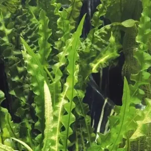 Aponogeton longiplumulosus - Dunkelgrüne Wasserähre Zertifiziert