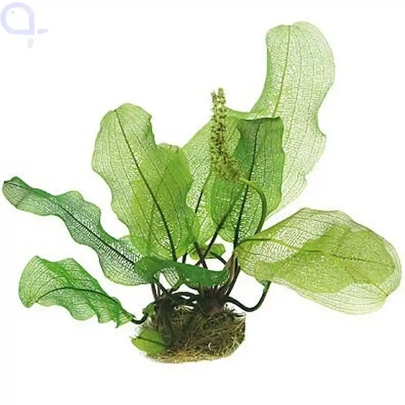 Aponogeton madagascariensis - Madagaskar-Gitterblattpflanze Mega-Angebot