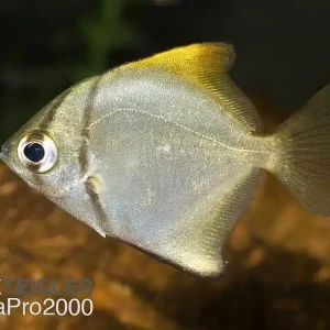 Highlight Silberflossenblatt - Monodactylus argenteus