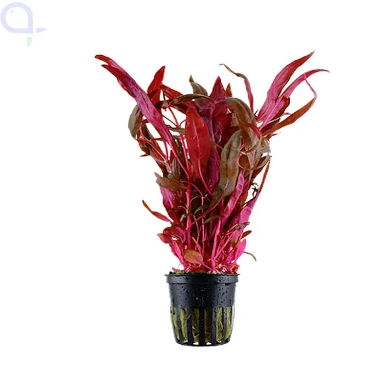 Alternanthera reineckii Pink - Lilafarbenes Papageienblatt Nur Heute