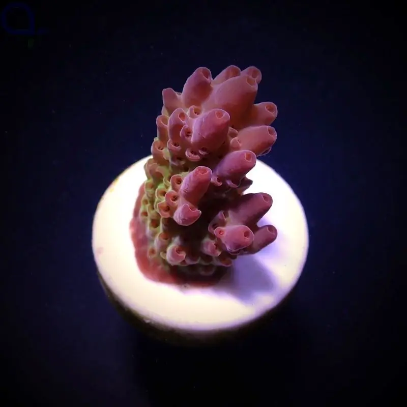 Acropora anthoceris - Tischförmig - Ableger bis XL Solange Der Vorrat Reicht