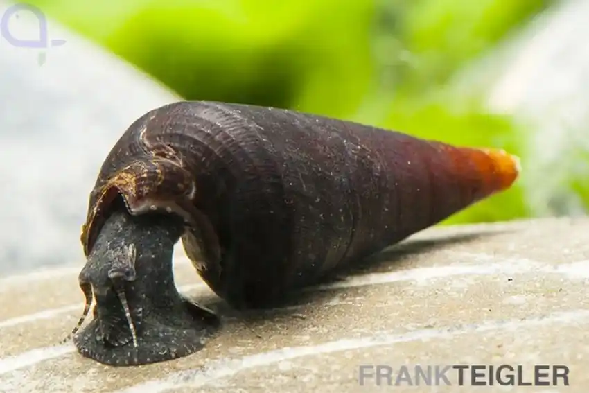 Letzte Chance Cappuccinoschnecke - Faunus ater