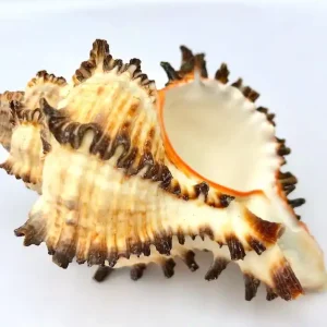 Schneckenhaus Endivienschnecke - Murex endivia 6-9 cm Dekoration Angebot