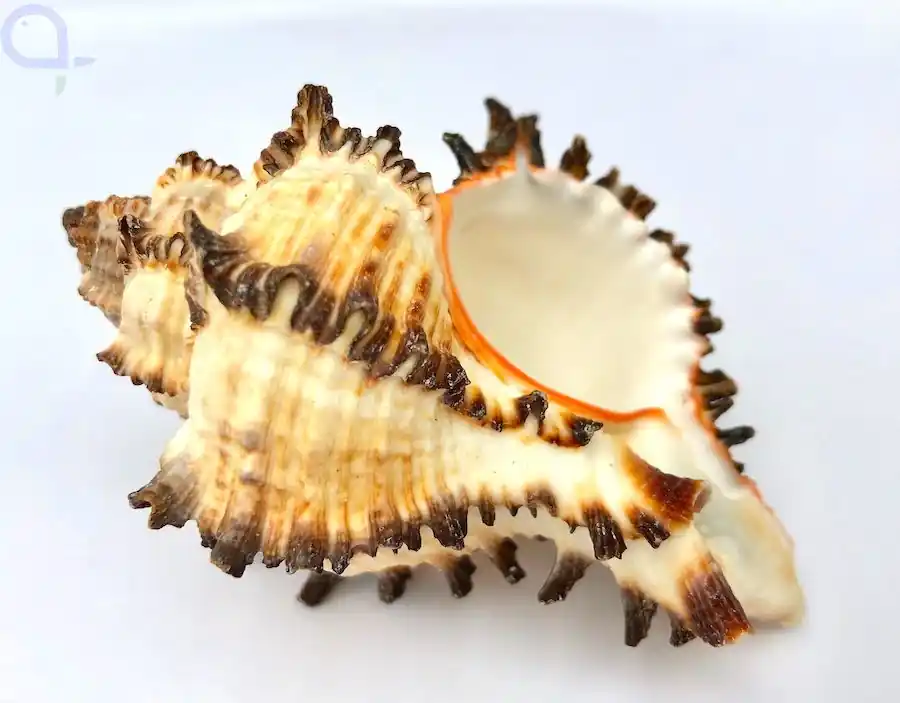 Schneckenhaus Endivienschnecke - Murex endivia 6-9 cm Dekoration Angebot