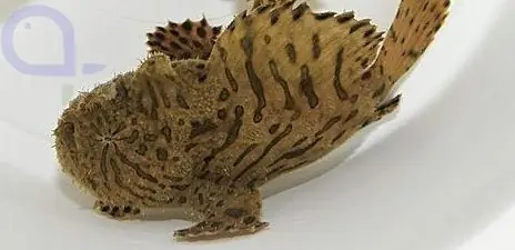 Aktuell Antennarius striatus - Streifen-Anglerfisch