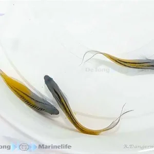 Meiacanthus nigrolineatus - Säbelzahnschleimfisch Knallerangebot