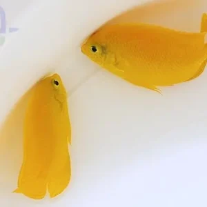 Centropyge heraldi - Heralds Zwergkaiserfisch Knallerangebot