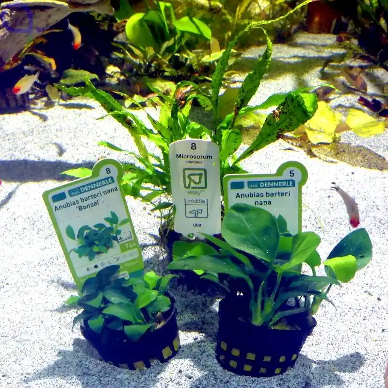 Aquarium Aufsitzerpflanzen Einsteiger Set Top-Preis
