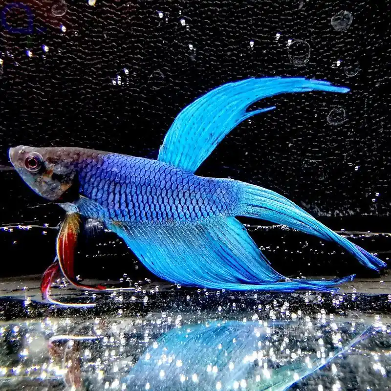 Knallerangebot Kampffisch Veiltail Männchen - Betta splendens